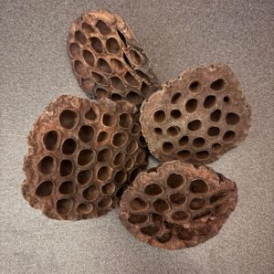Lotuskolben extragroß ( Stück )